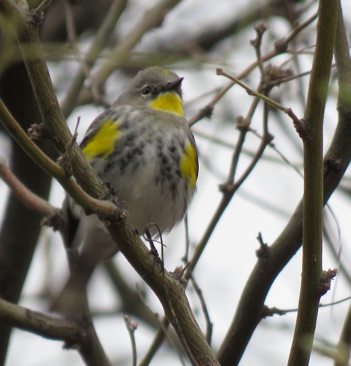 Yellow-rumped Warbler (Audubon's) - ML539800411