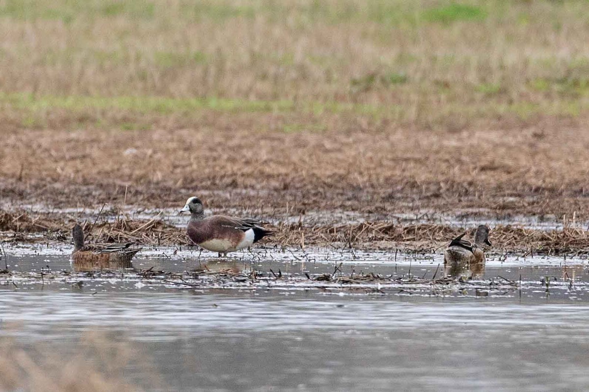 American Wigeon - ML539801141