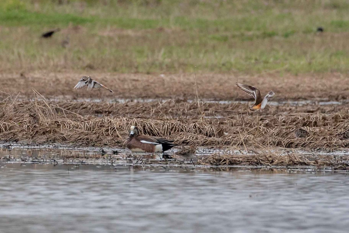 American Wigeon - ML539801381