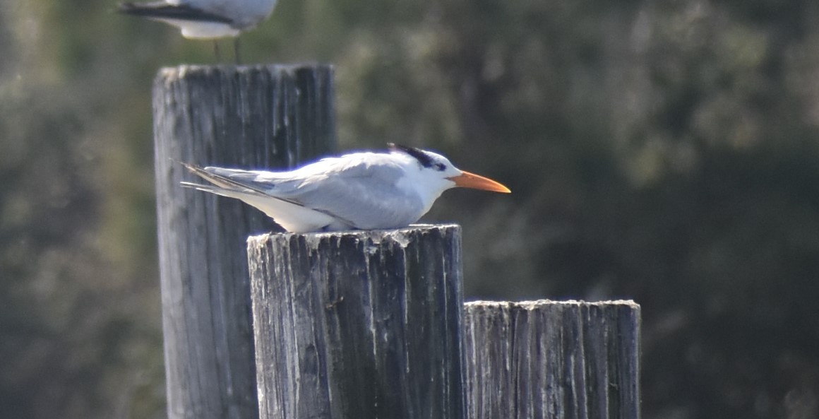 Royal Tern - Douglas Hamm