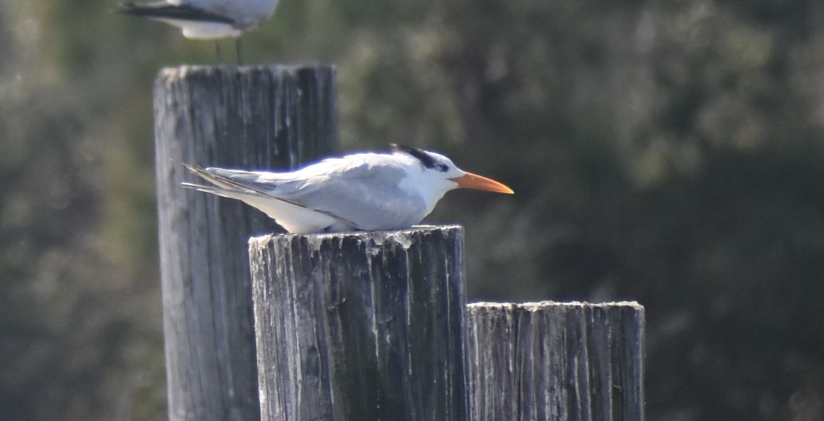 Royal Tern - ML539802651