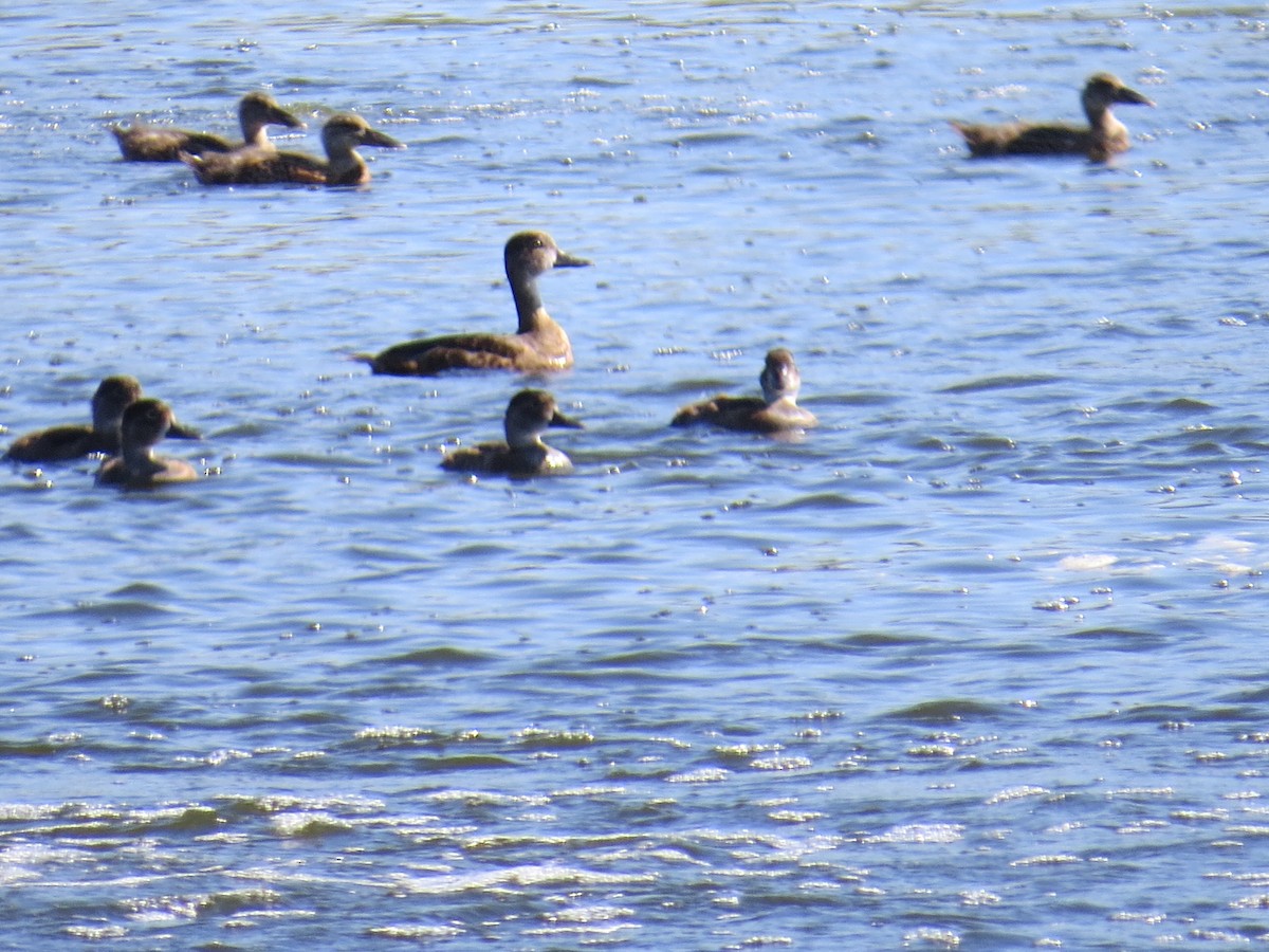 Ring-necked Duck - ML539803381