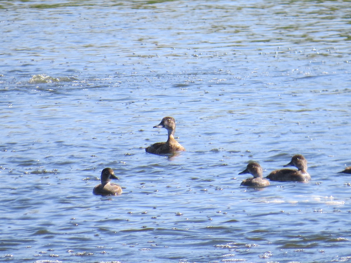 Ring-necked Duck - Germain Savard