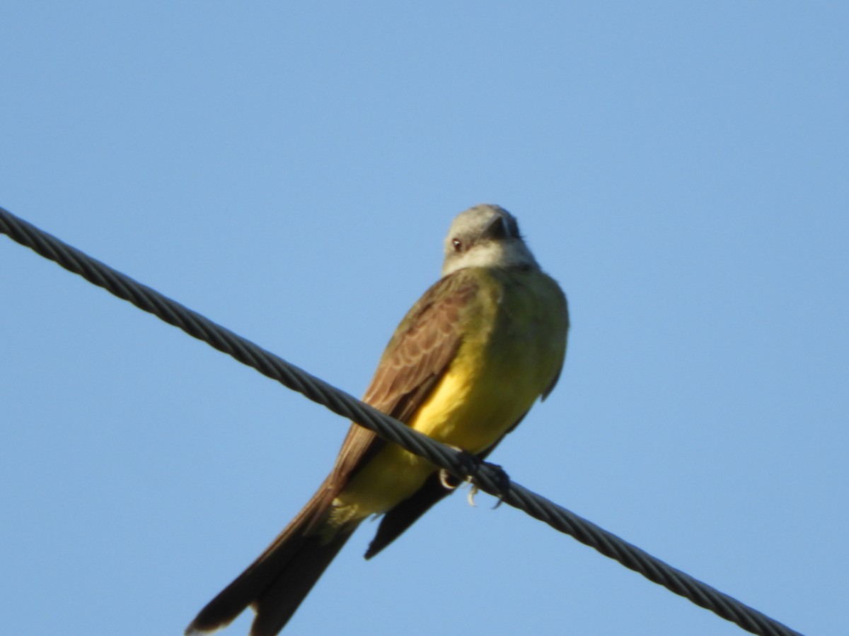 Tropical Kingbird - Silvia Enggist