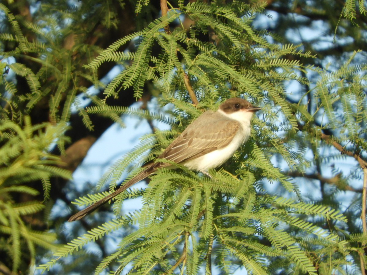 Fork-tailed Flycatcher - ML539803971