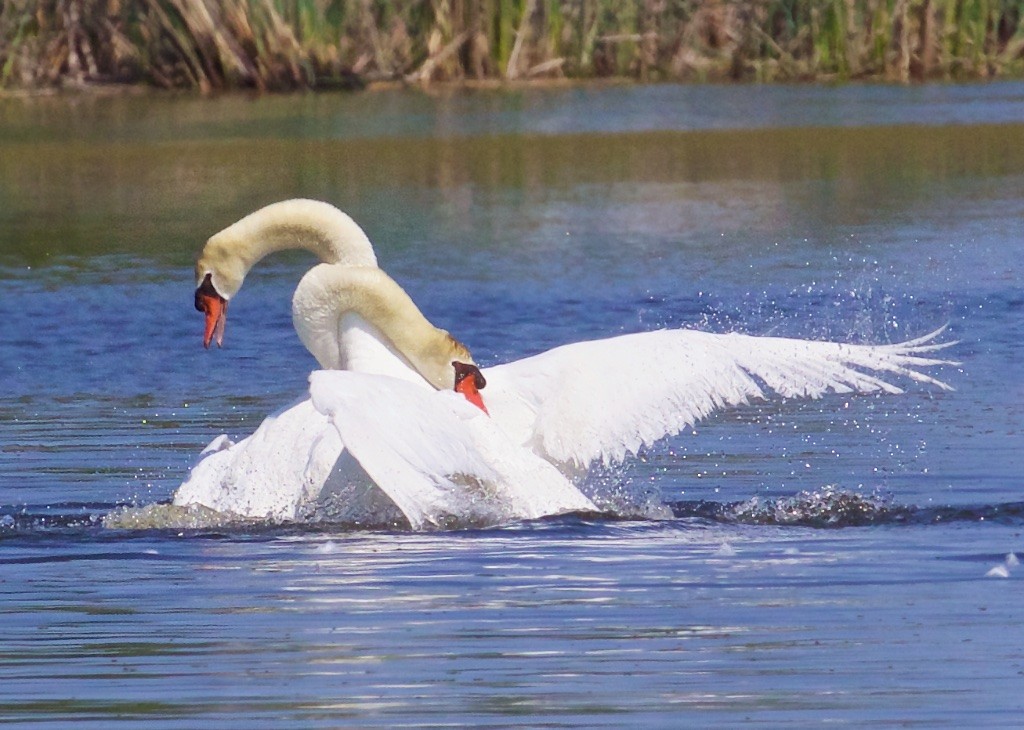 Mute Swan - Ed Harper