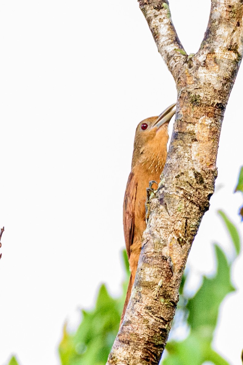 Cinnamon-throated Woodcreeper (devillei) - ML539804291