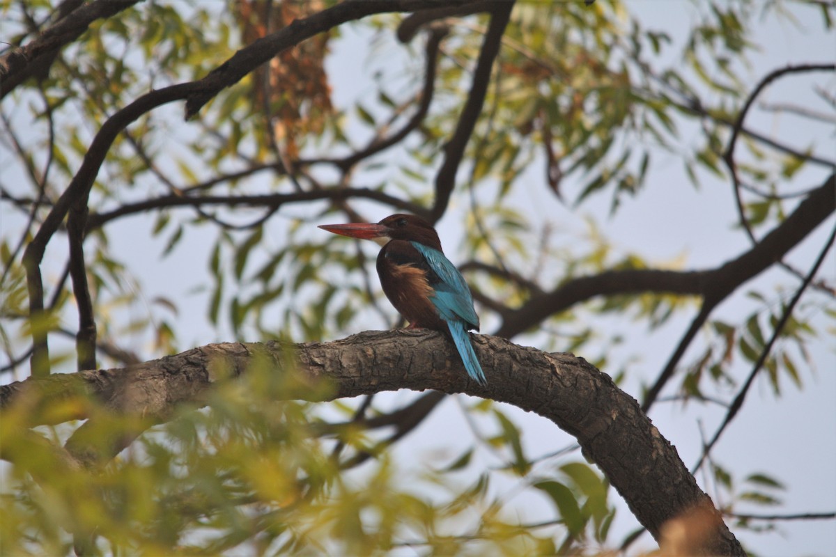 White-throated Kingfisher - Zach DuFran