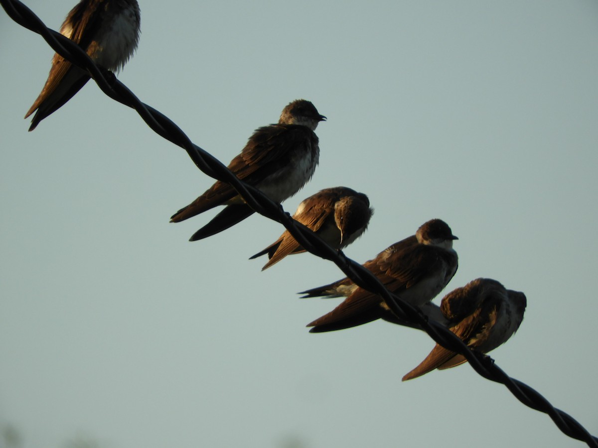 Brown-chested Martin - ML539805941