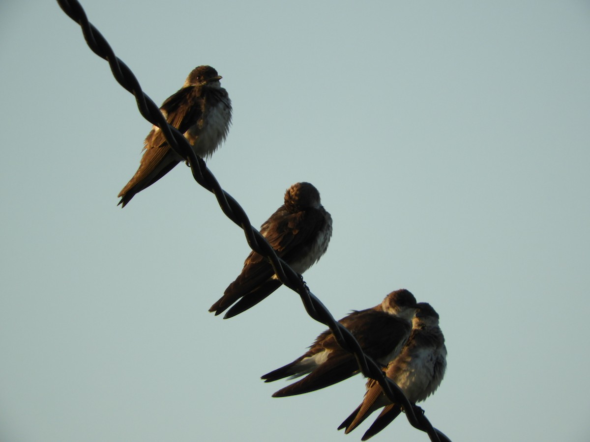 Brown-chested Martin - ML539805951