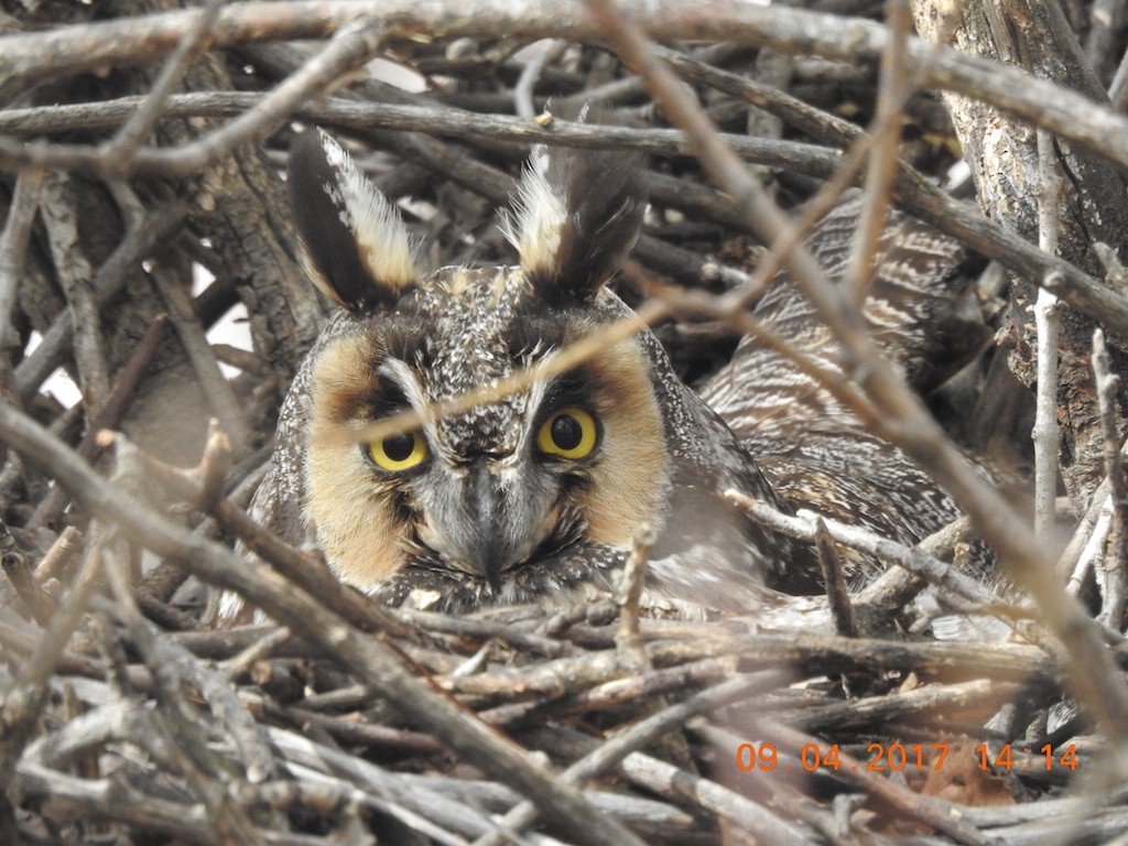 Long-eared Owl - ML53980601