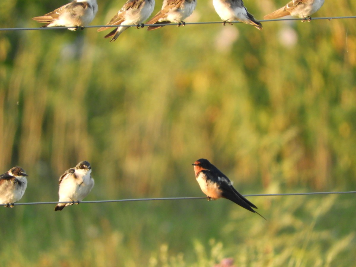 Barn Swallow - Silvia Enggist