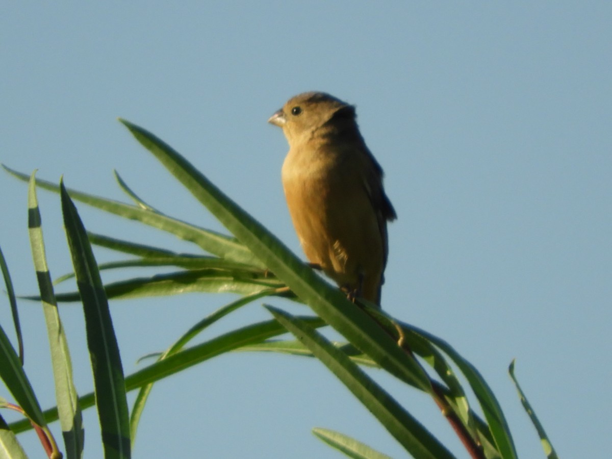 Tawny-bellied Seedeater - Silvia Enggist