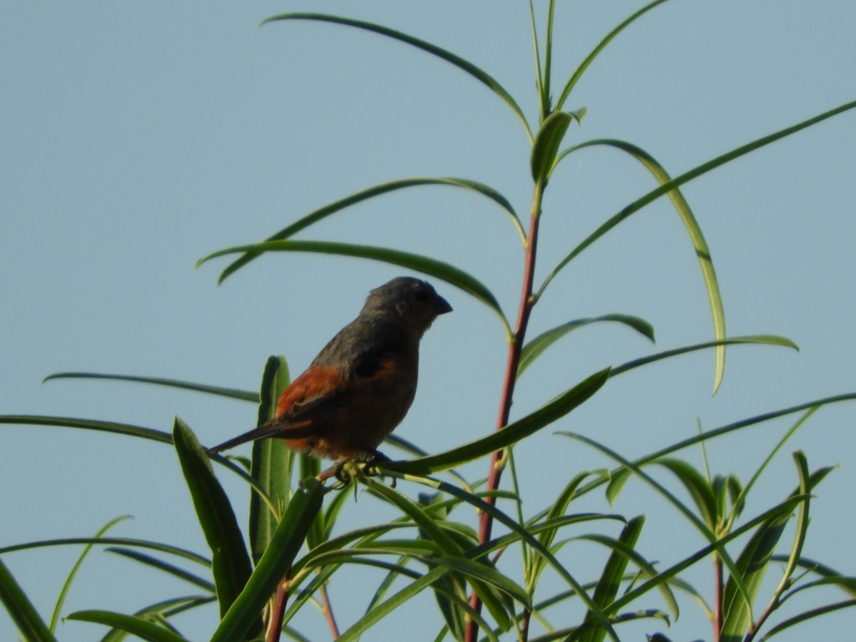 Tawny-bellied Seedeater - Silvia Enggist