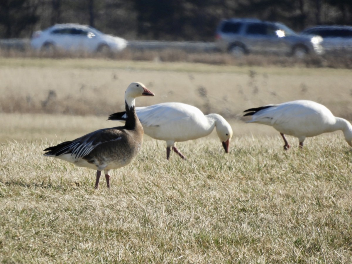 Snow Goose - ML539809701