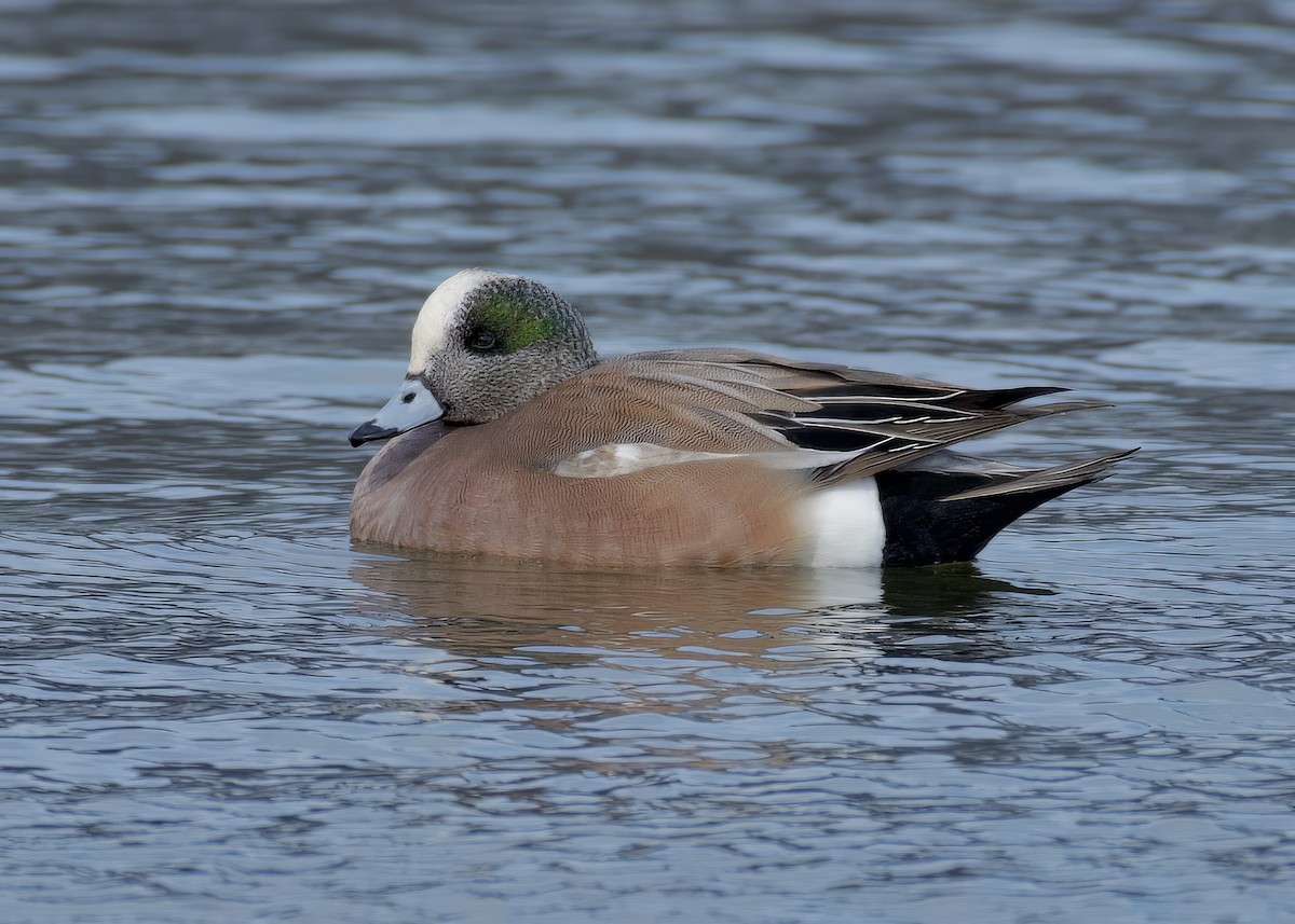 American Wigeon - Alan Bloom