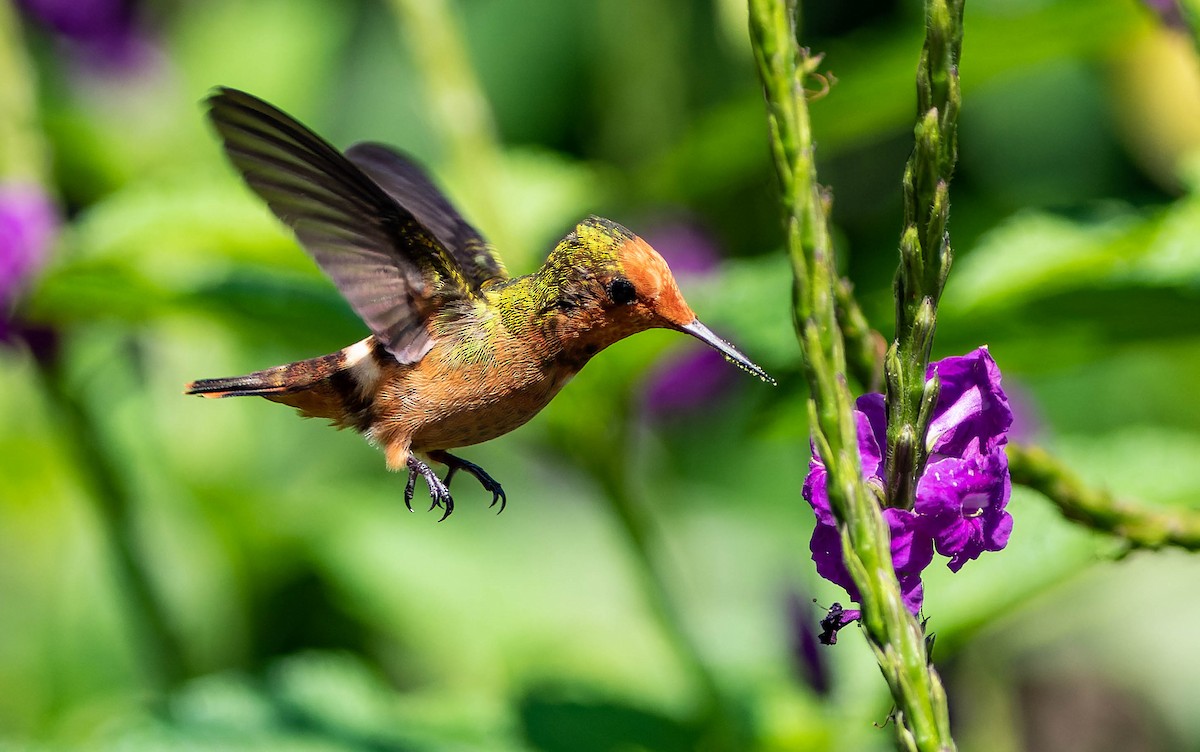 Rufous-crested Coquette - ML539811421