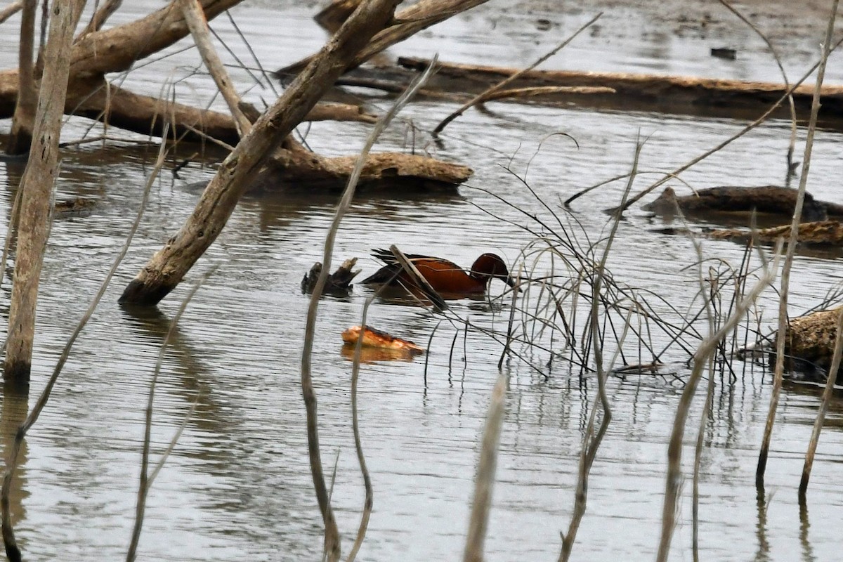 Cinnamon Teal - ML539812011