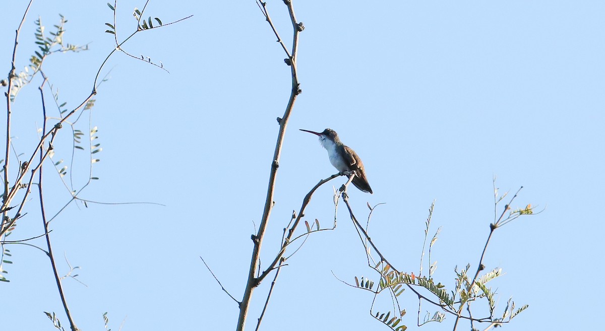 Violet-crowned Hummingbird - ML539812451