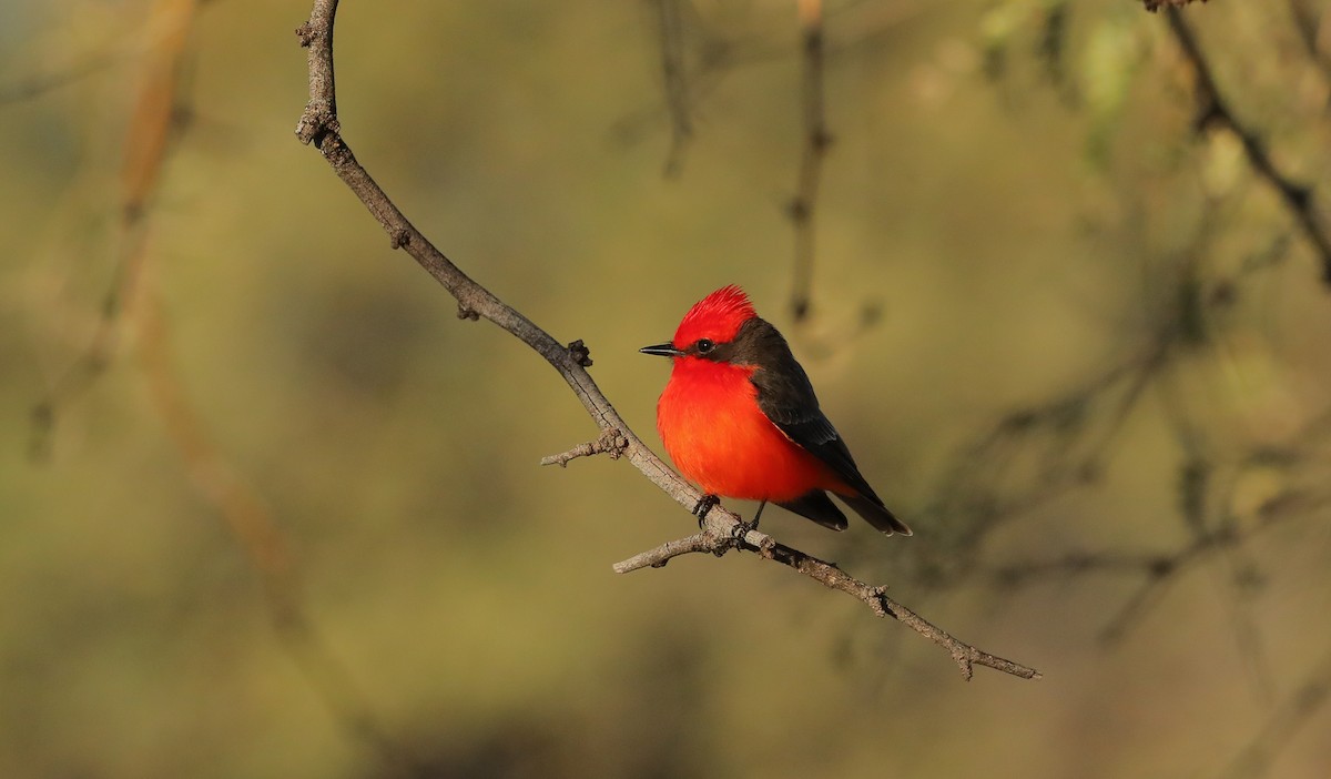 Vermilion Flycatcher - ML539812471