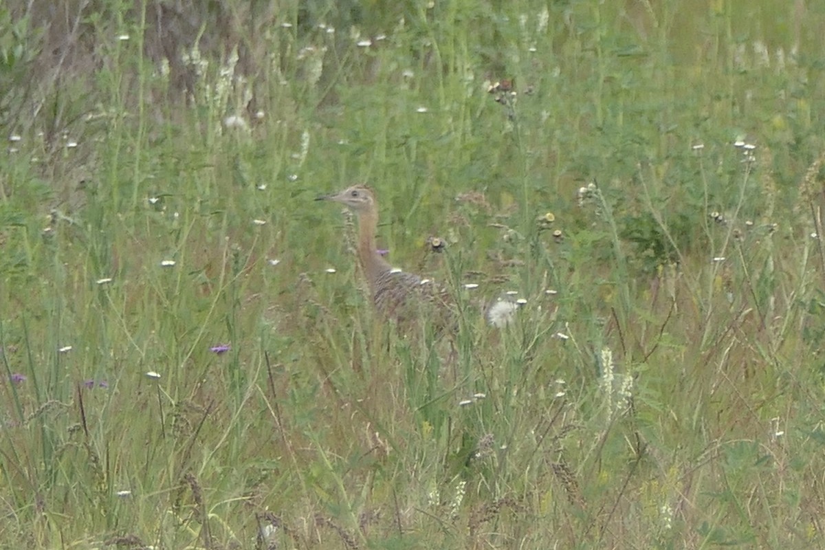 Red-winged Tinamou - ML539812711