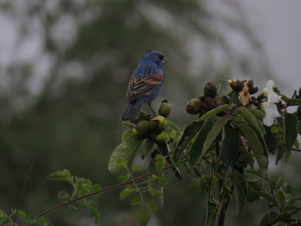 Blue Grosbeak - ML53981321