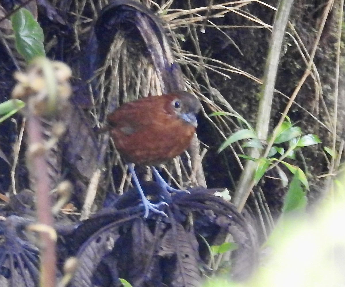 Bay Antpitta - ML539814741