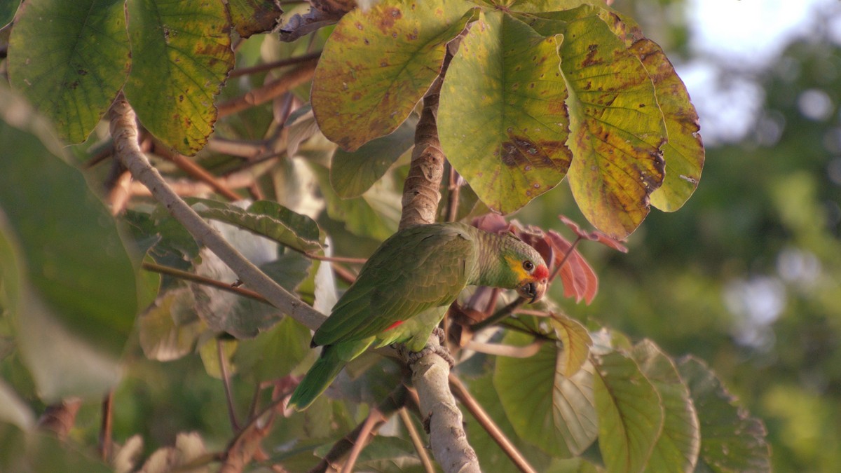 Red-lored Parrot - ML539814781