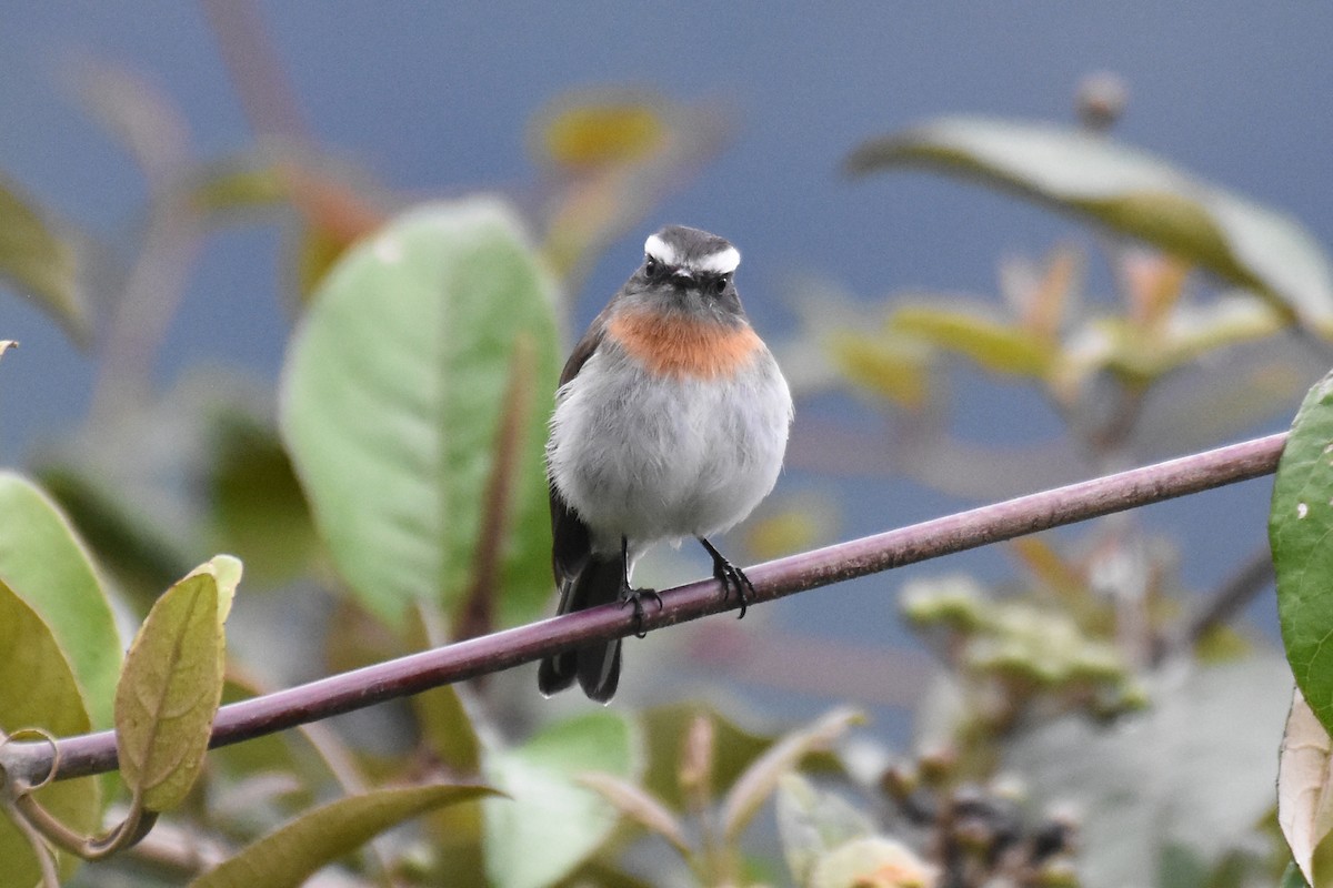 Rufous-breasted Chat-Tyrant - ML539814791
