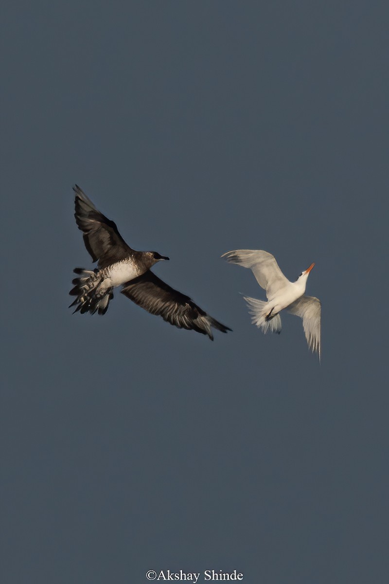 Parasitic Jaeger - Akshay Shinde