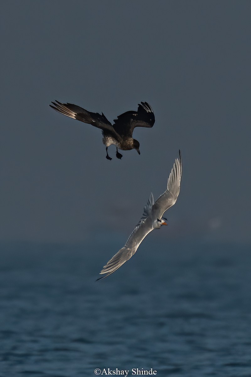 Parasitic Jaeger - ML539815461