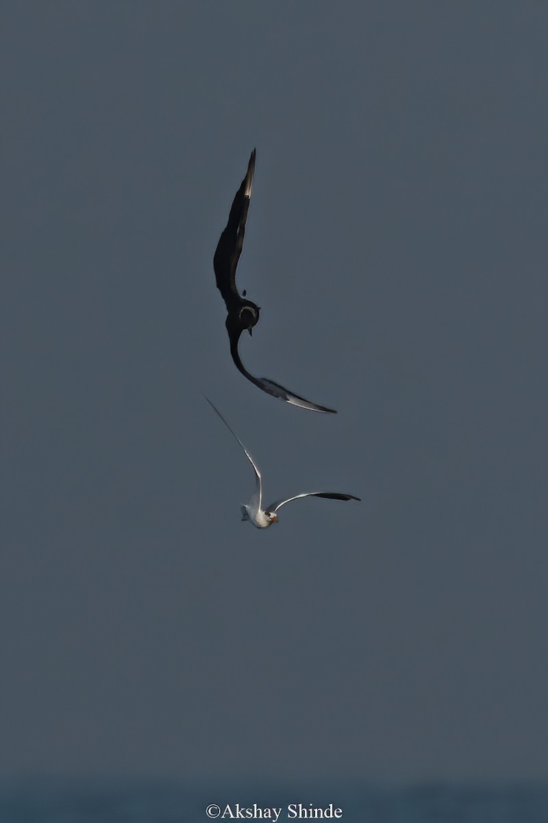 Parasitic Jaeger - ML539815501