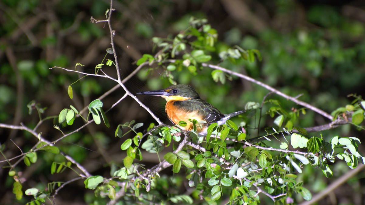 American Pygmy Kingfisher - ML539816291