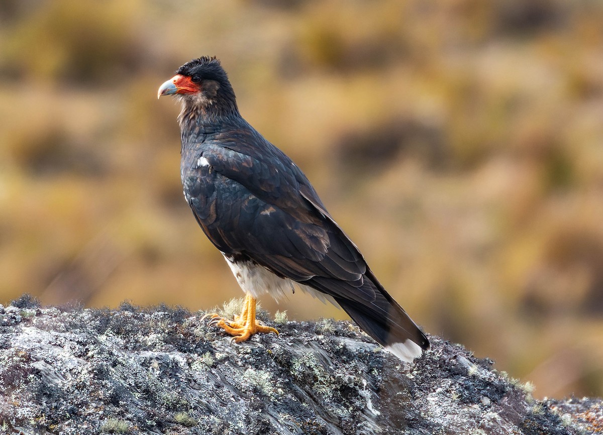 Mountain Caracara - Steve Juhasz