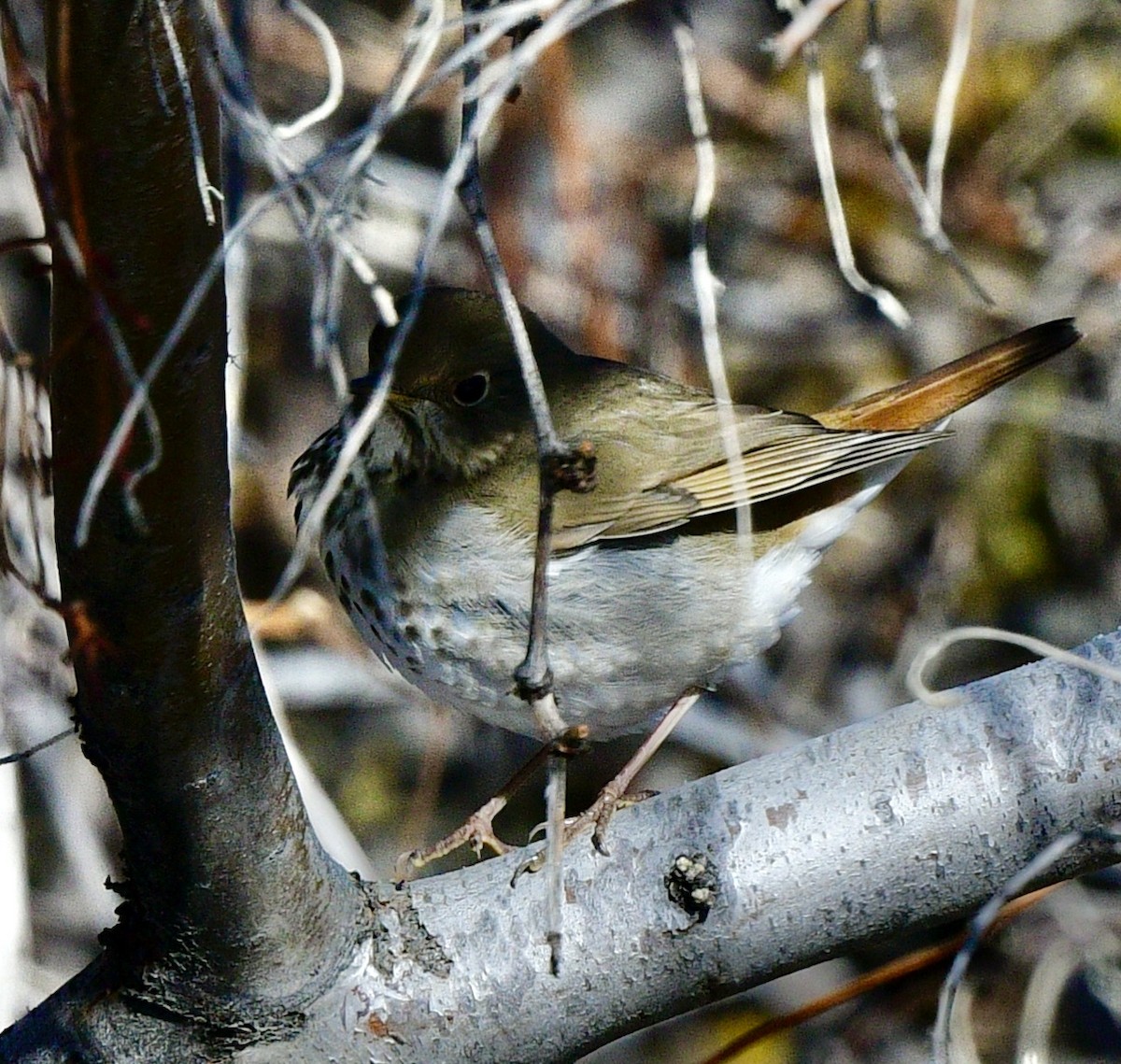 Hermit Thrush - ML539816521