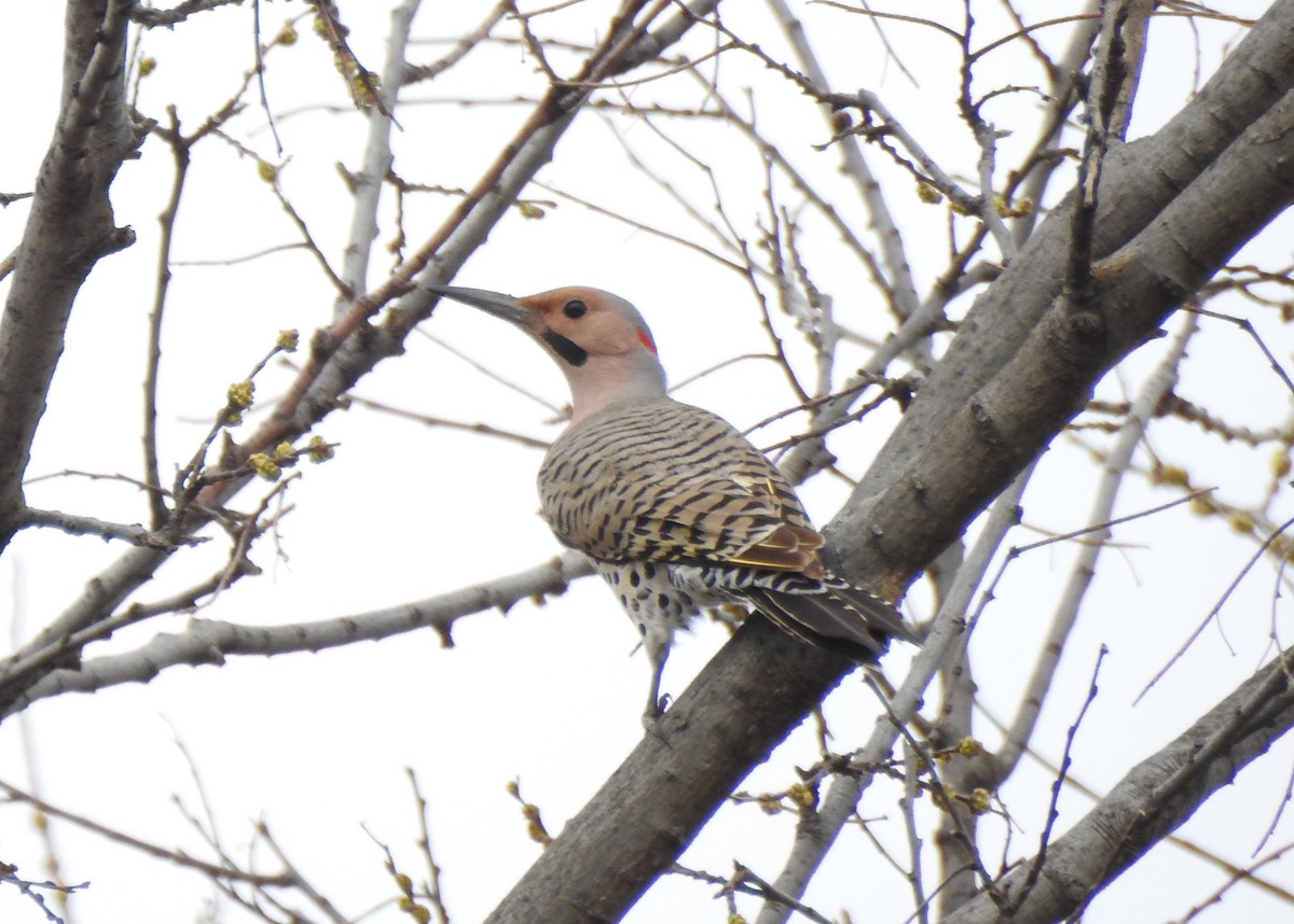 Northern Flicker (Yellow-shafted) - Kevin Sheely