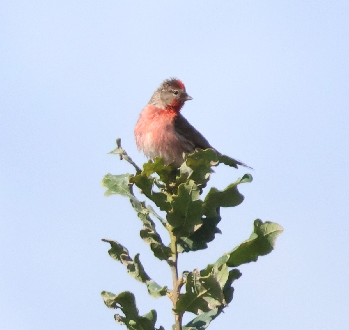 Lesser Redpoll - ML539816761