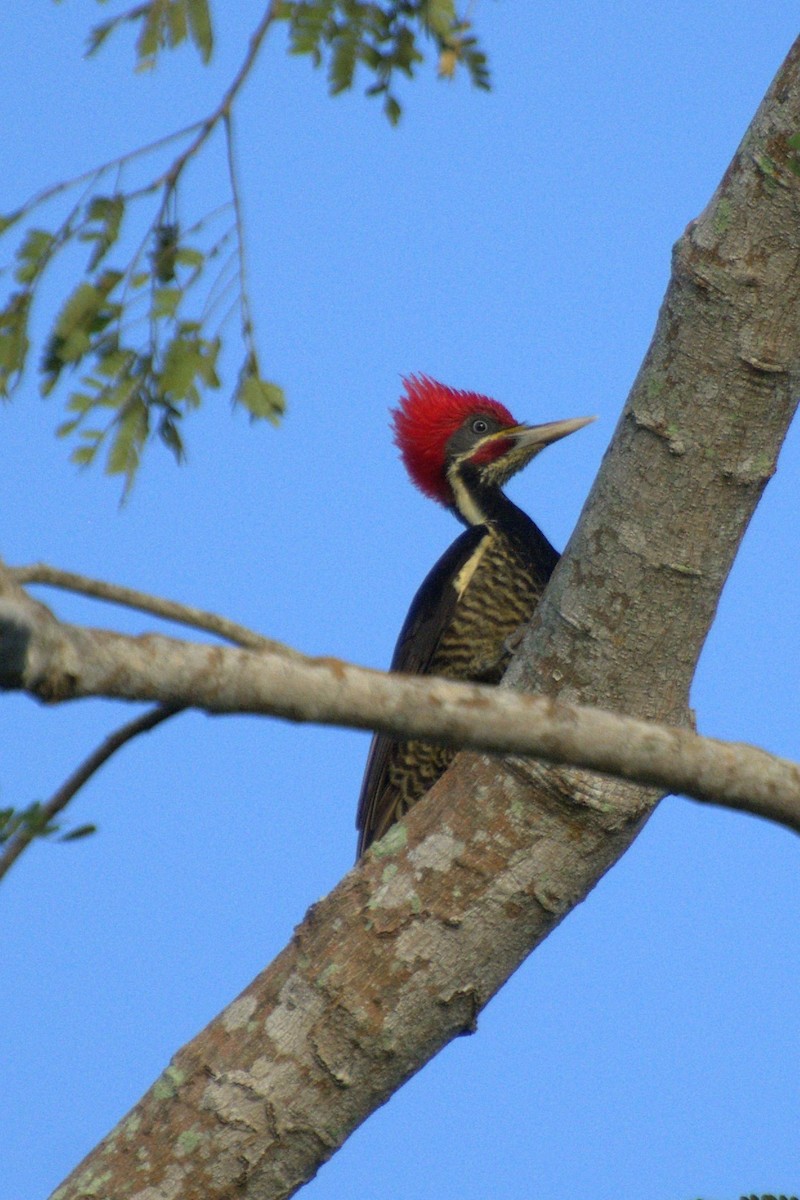 Lineated Woodpecker - ML539816971