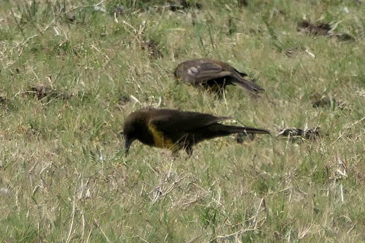 Brown-and-yellow Marshbird - Peter Kaestner