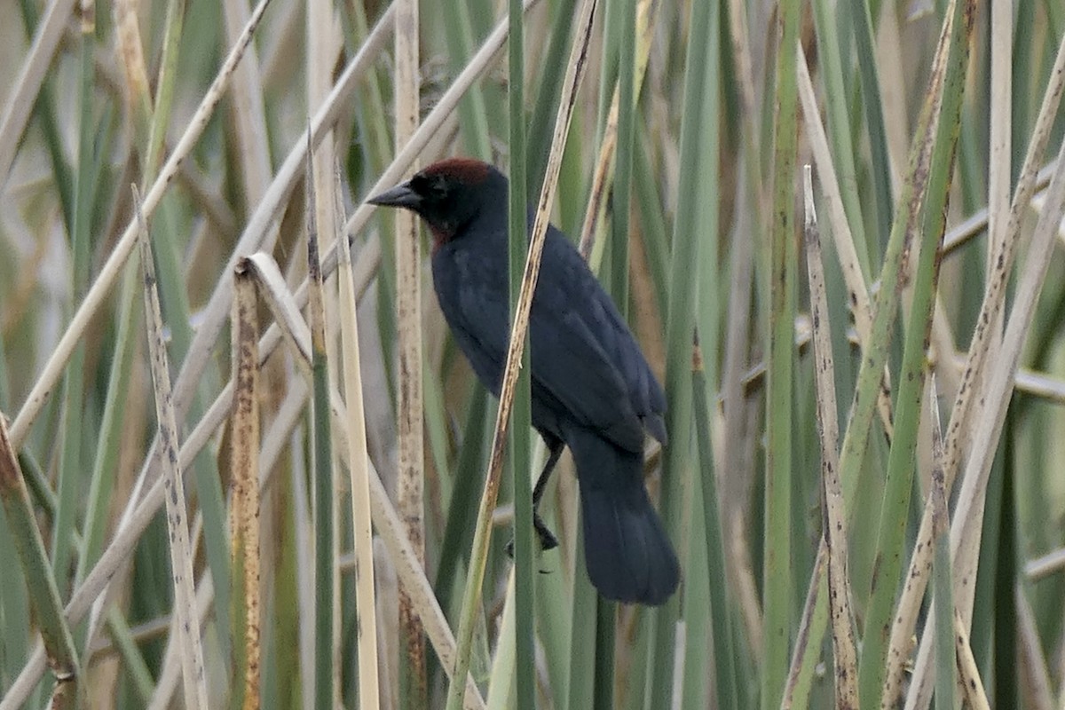 Chestnut-capped Blackbird - ML539818551