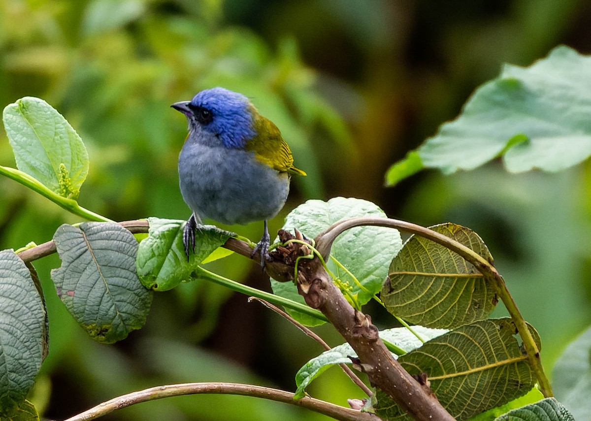 Blue-capped Tanager - Steve Juhasz