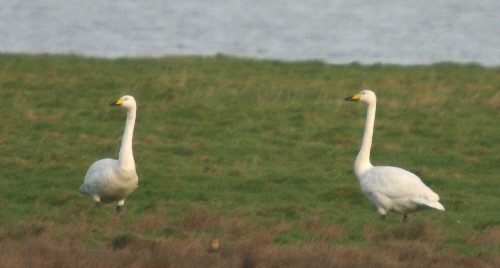 Whooper Swan - Paul Bowerman