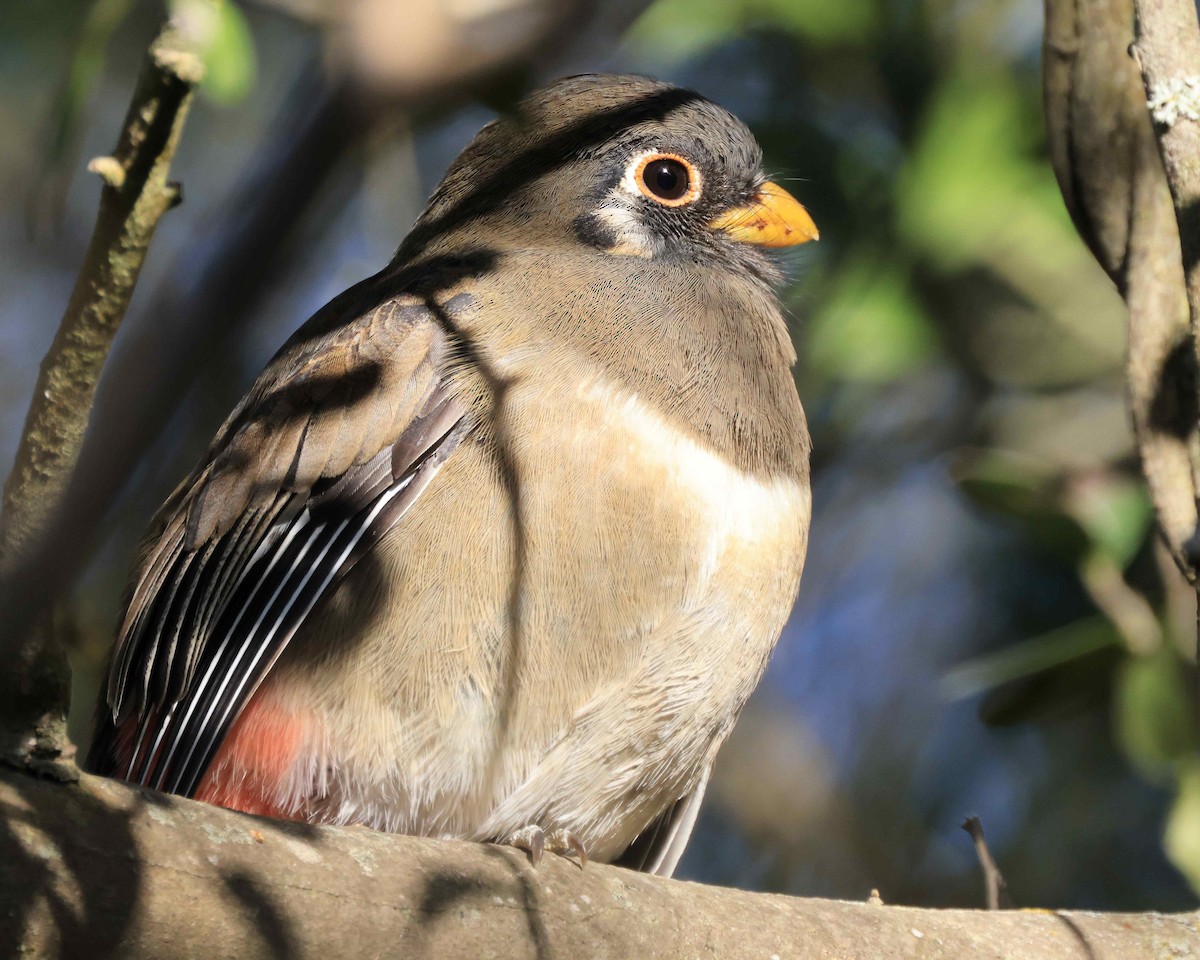 Elegant Trogon - ML539823131