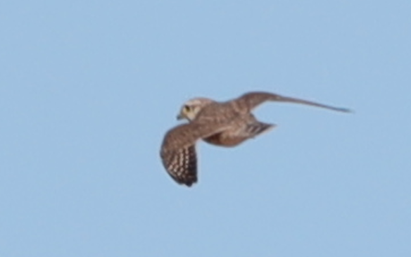 Prairie Falcon - ML539823211