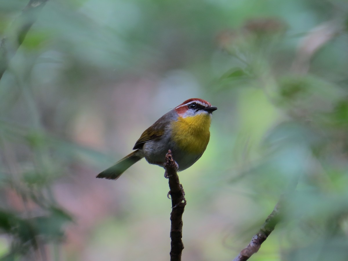 Rufous-capped Warbler - ML53982401