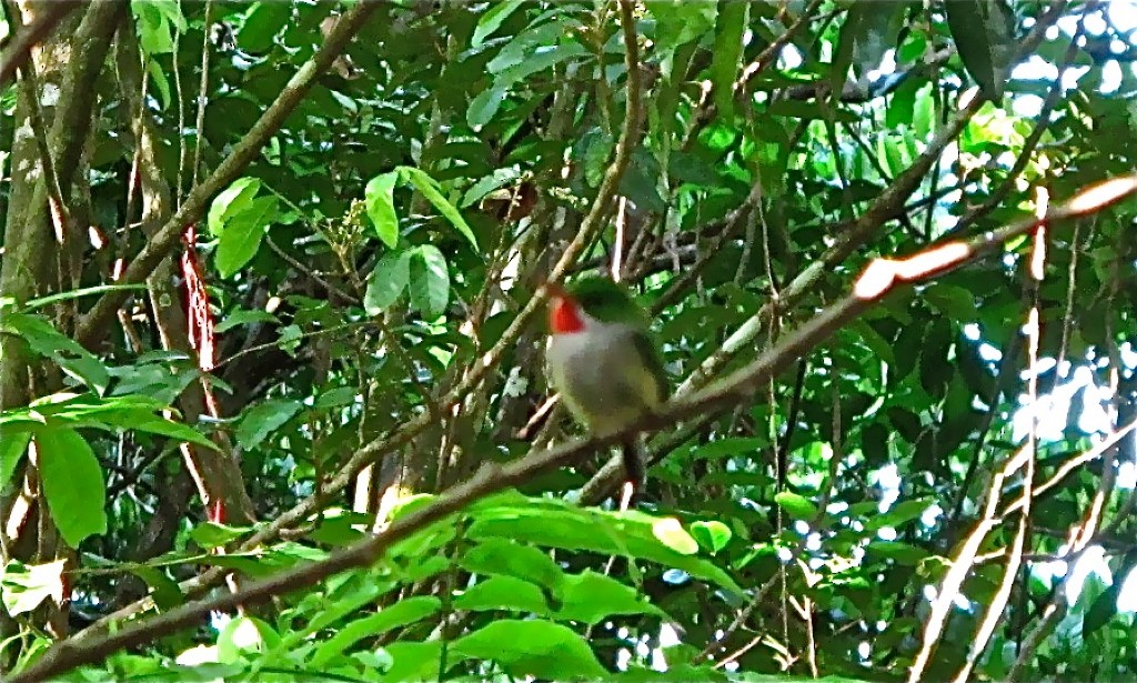 Puerto Rican Tody - jeffrey bearce