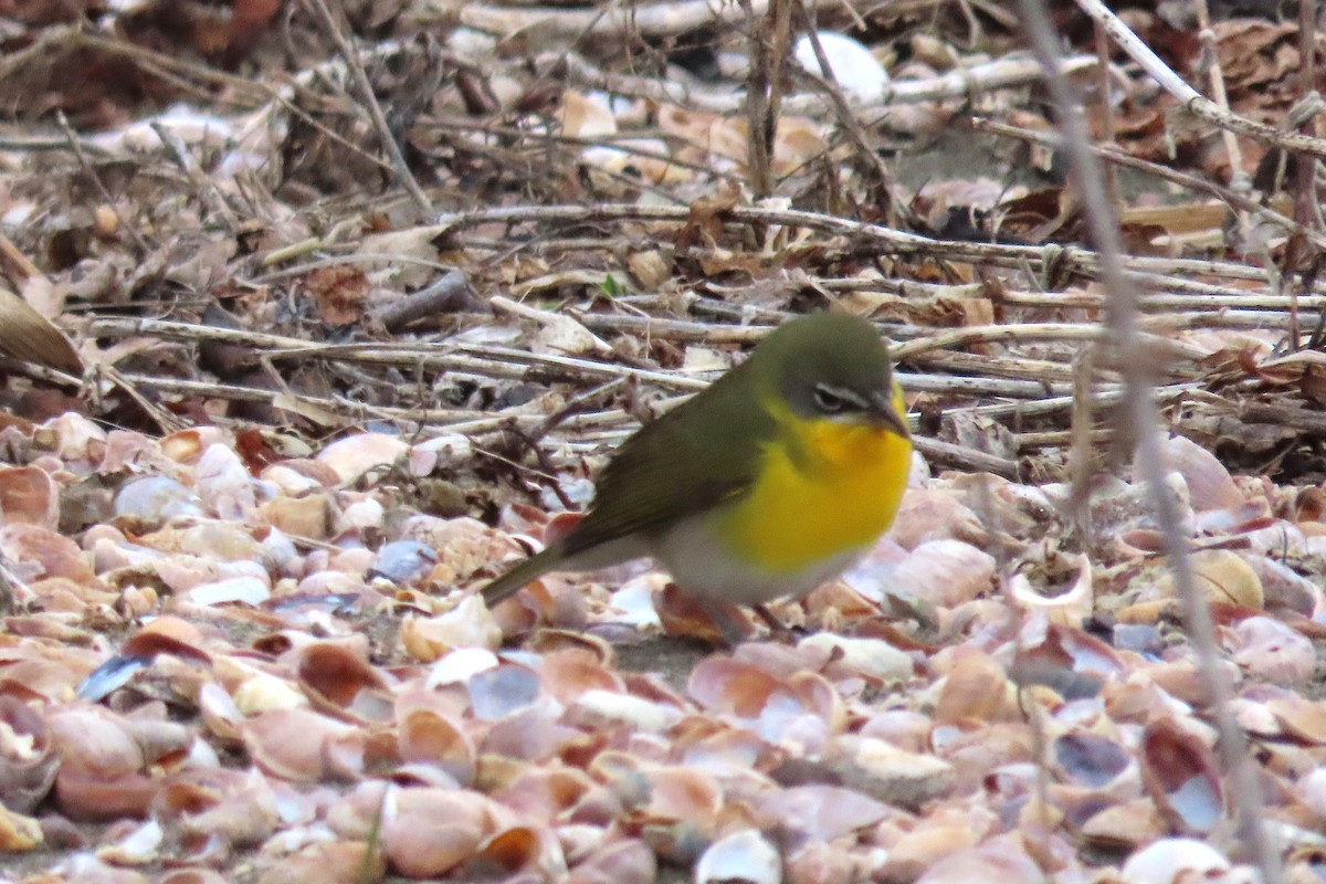 Yellow-breasted Chat - ML539826261