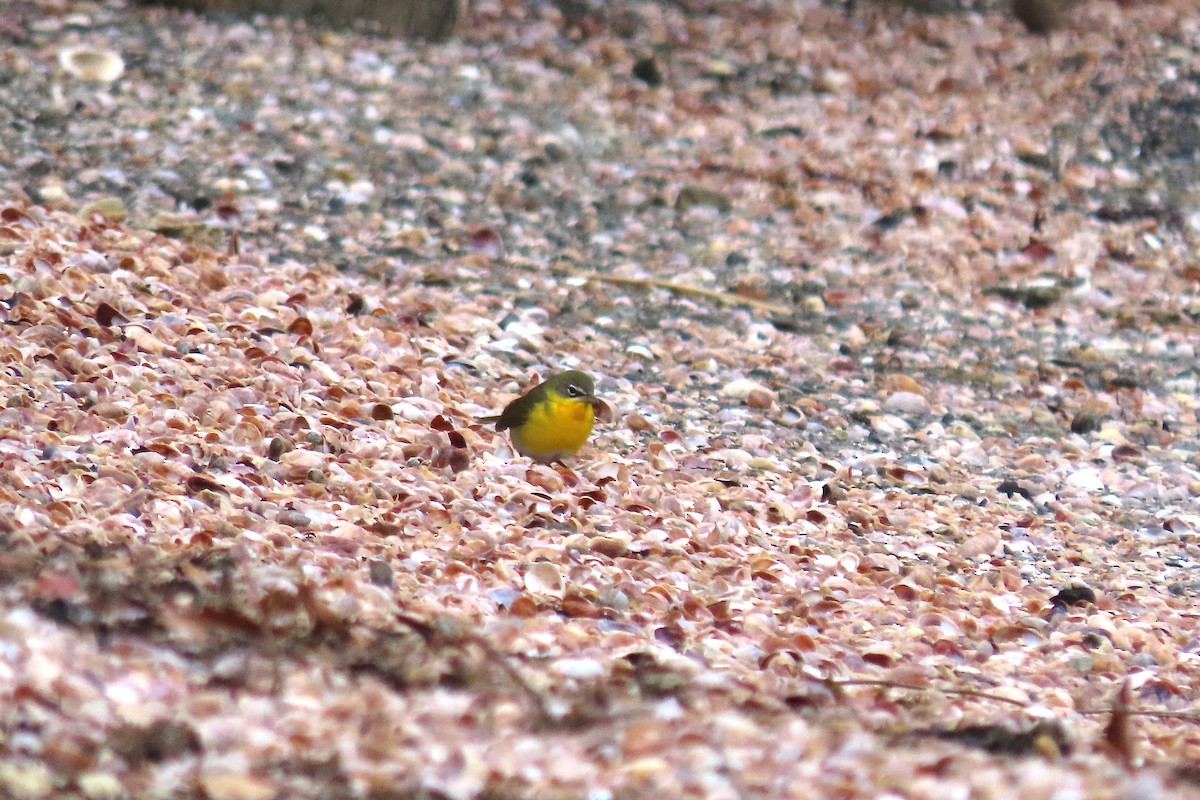 Yellow-breasted Chat - ML539826271