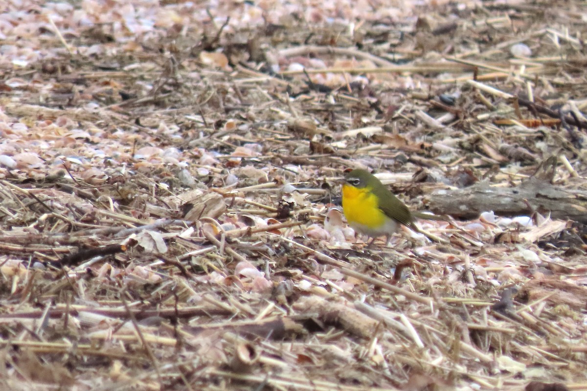 Yellow-breasted Chat - ML539826281