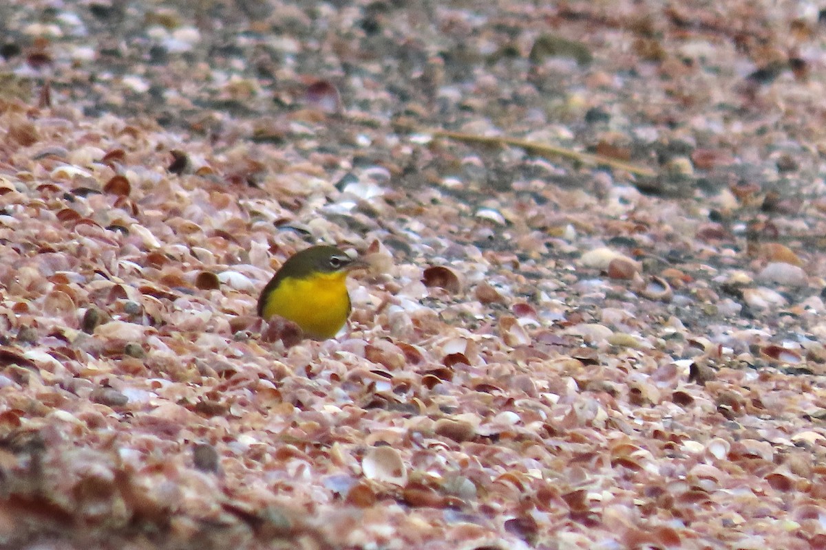 Yellow-breasted Chat - ML539826291